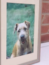 Dog Lovers, Large Portrait Picture Of A Beautiful Dog, Framed Under Glass, VGC