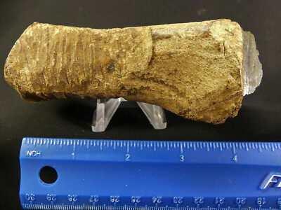 Inuit/Eskimo 4.5'' Hide Scraper. Caribou Handle & Flint Blade c.1200--1400 Alaska