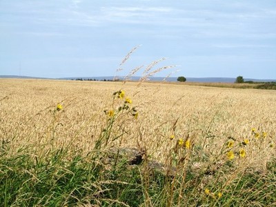 Photo A2 Hambleton cereal field Cold Kirby Field of wheat on the top of  c2015