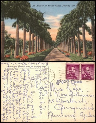 Postcard Miami Avenue of Royal Palms, Florida 1959