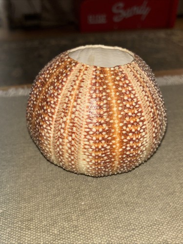 Natural Sea Urchin Shell. Browns & Red Colors 5” X 5” X 4” Made 4 Votive Candle!