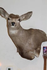 Mule Deer Head Shoulder Mount Taxidermy Mount Antler Hunt Whitetail Rack Hide