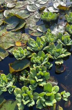 BUY 2 GET 1 6 Water Lettuce Live Floating Pond Plant