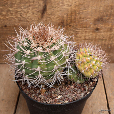A7133 GYMNOCALYCIUM WESSIANUM LAN 485 pot18-H11-W21 cm MaMa Cactus