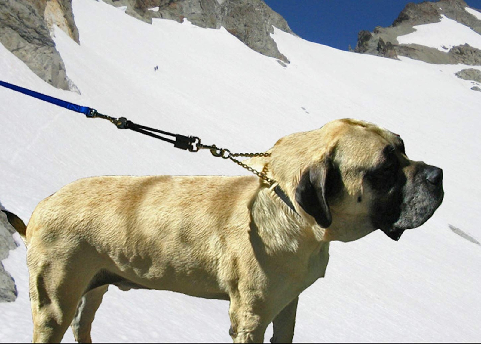 Jerkease Patented Shock Absorber Bungee Dog Leash Attachment Large up