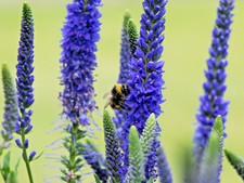 Blue Veronica Longfolia 160 Seeds Speedwell Usa Seller Flowers