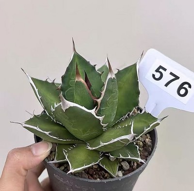 1pcs 10cm Sale Rare Agave lophantha titanota Boutique Decor Garden
