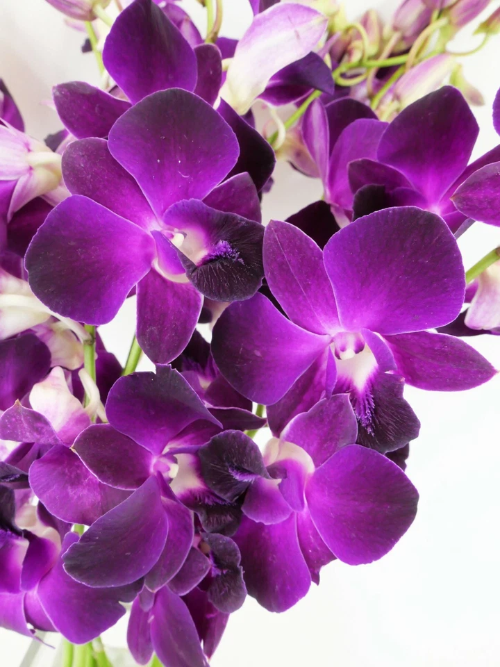 Orquídeas frescas de corte roxo Dendrobium do berçário (com vaso e pedras sortidas)!! - Imagem 2 de 4