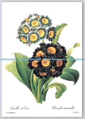 L362191 Pierre Joseph Redoute Oreilles d Ours Primula Auricula Desastre Natural