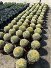 Golden Barrel Cactus Plant 10”-12” Wide Echinocactus Grusonii