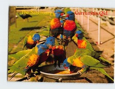 Postcard Rainbow Lorikeets Bird Sanctuary and Wildlife Reserve Australia