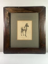 Colt - Linda Lloyd Original Limited Edition Etching Signed Framed Horse Pony