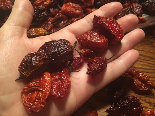 Organic Datil-Habanero Hybrid Heirloom Dried Hot Chili Pepper Florida Seed Pods - Picture 4 of 8