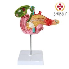 Pancreas umano duodeno cistifellea anatomia patologica modello scheletro