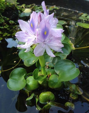 Kazen Aquatic 100 ORGANIC GROWN Water Hyacinth. Pond plant