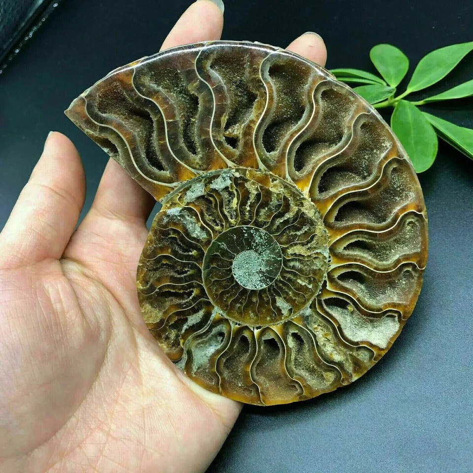 Crystal Quartz Metal Stand Ammonite Fossil Conch Specimen Healing - Foto 11