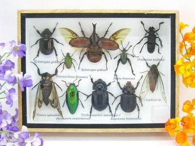 Unique piece - Real 3D prepared insects, showcase mural, museum quality a-m-37