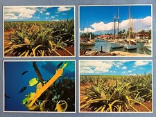 Hawaii Postcards Lot Of 4 Pineapple Trumpets and Tropicals Lahaina Harbor 