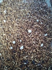 mealworms for chickens,reptile food, fish food, fishing bait, wild bird,protein