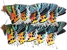 Insect - Urania Chrysiridia ripheus - Madagascar - A1/A- Bulk 100pcs ....!!