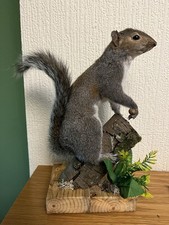 Taxidermy Grey Squirrel (￼ Sciurus Carolinensis )
