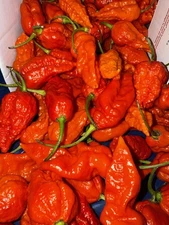 20+ Ghost SUPERHOT Organic Pepper Seeds 2025 Harvest Free Shipping
