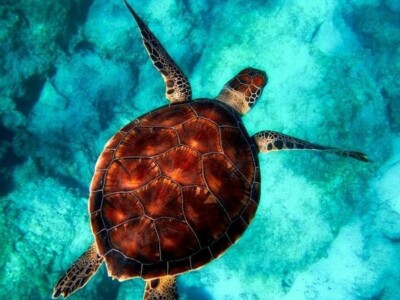 USA - DIY Paint by Number Kit Acrylic Oil Painting Home Decor - Sea Turtle