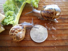 TWO (2)  LARGE LIVE HELIX ASPERSA PET LAND SNAILS
