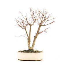 BONSAI Rotaustreibender Fächer-Ahorn 'Acer palmatum 'Deshojo' inkl. Schale.