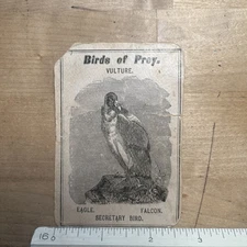 Antique Birds of Prey Trade Card Vulture Secretary Bird Playing Card - Y1