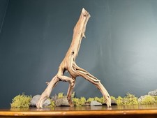 17  Manzanita Driftwood Branch, Aquarium Terrarium Aquascaping Decor, Home Decor