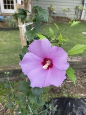 Rose Of Sharon Hibiscus Live Plant with Roots 12”+ Tall Solid Purple Flowers