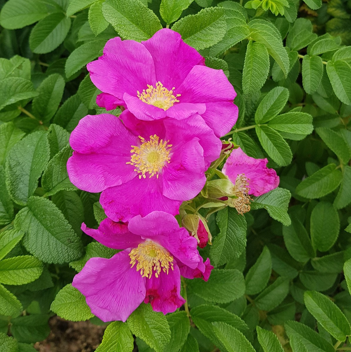 Rosier rugueux en conteneur de 2L pour haie fleurie et jardin rustique