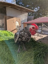 24 100% Pure Hatching Sebrights Eggs Silver+Golden. Priority Mail - Monday