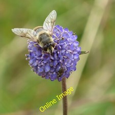 Photo 6x4 Insects feeding on Devil's bit scabious High Kilburn