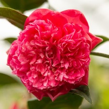 Camellia Anticipation | 2 Litre | Pink Peony-Form Flowers |