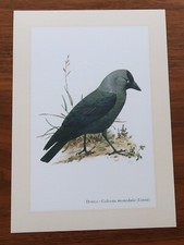 Dohle * Kunstdruck . Poster . Bild . Wand-Dekoration