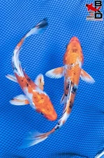 (2) 7" YAMATO NISHIKI (1-DOITSU) Live Koi Fish Garden Pond 9/25
