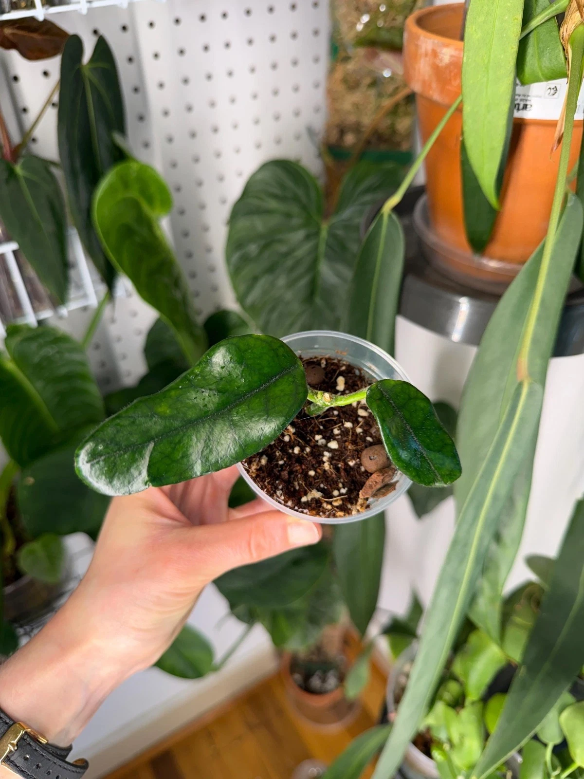 Hoya Globulosa - Exact Plant
Opens in a new window or tab