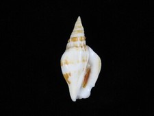 Muschel Strombus (Doxander) Campbelli 43,4mm ID#8857