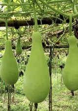 100% Genuine Bangladeshi, Indian Bangla Lau Khodu Pani Kodu Bottle Gourd 6Seeds 