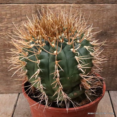 M25 GYMNOCALYCIUM EURYPLEURUM 20 YEARS OLD pot16-H13-W15 cm MaMa Cactus