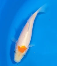 4-5" KOHAKU LIVE FRIENDLY KOI POND FISH RAVENWOOD KOI