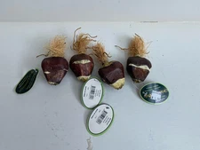 Artificial fake Faux Tulip Bulbs Qty 4