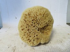 Medium Natural Sea Sponge Ocean Beach 5 x 5 inch Tall Unbleached