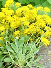 200 BASKET OF GOLD ALSYSSUM  SEEDS | 2026 FREE SHIPPING NON GMO HEIRLOOM