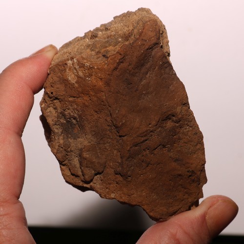Triceratops Frill Fossil - Gorgeous Specimen - Hell Creek Formation Cretaceous - Picture 4 of 10