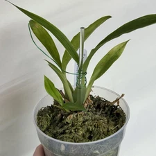 Mini Zygopetalum Pptm. Bumble Bee X Not. Lucy Sasafrass Orchid