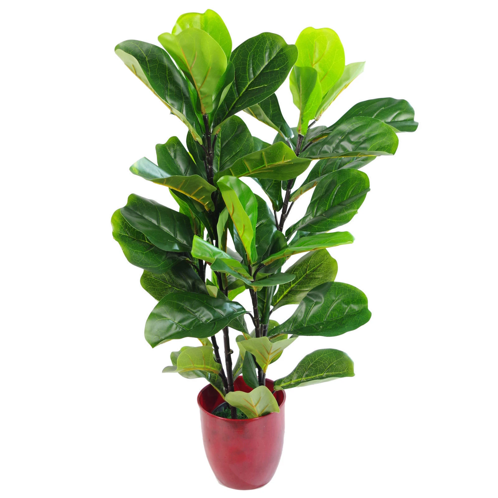 90cm Fiddle Fig - 7147