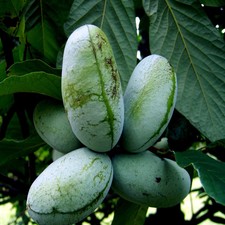ÁRBOL FRUTAL PATA PATA ESTRATIFICADA VER DS Asimina Triloba PLÁTANO INDIO Planta resistente